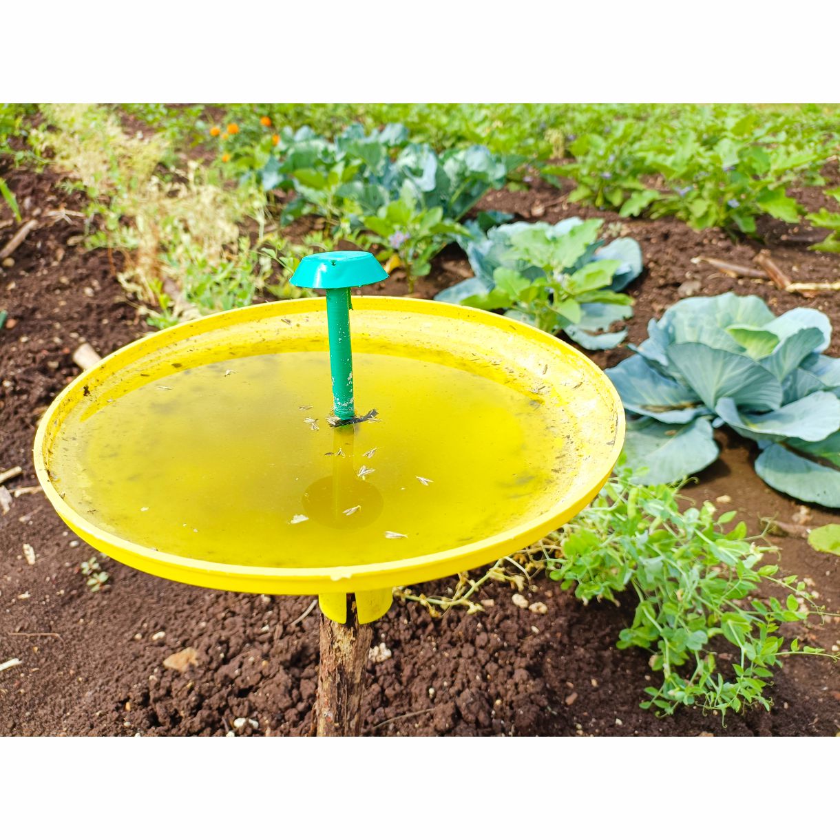 Green Revolution Water trap with DBM Lure