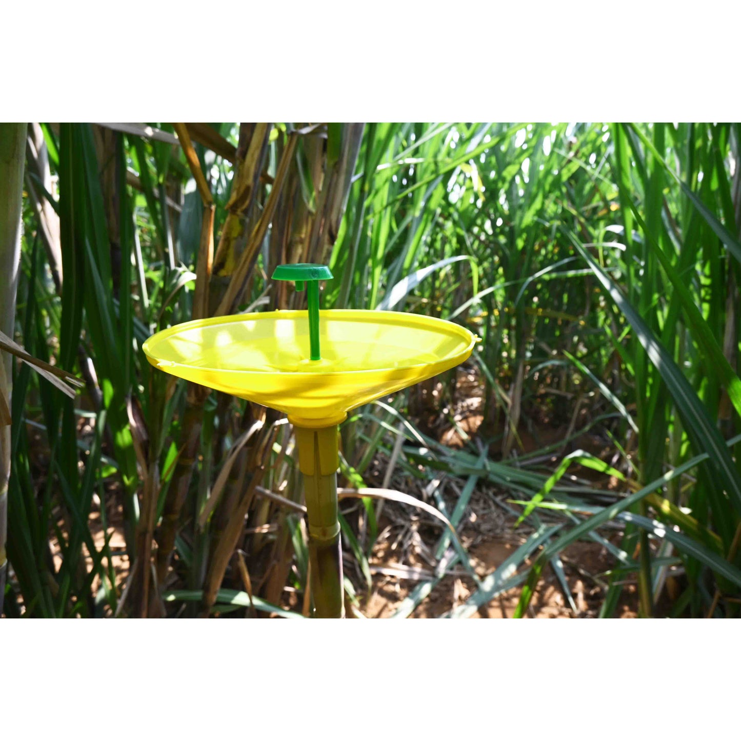Green Revolution Water trap with Sugarcane Top-B Lure