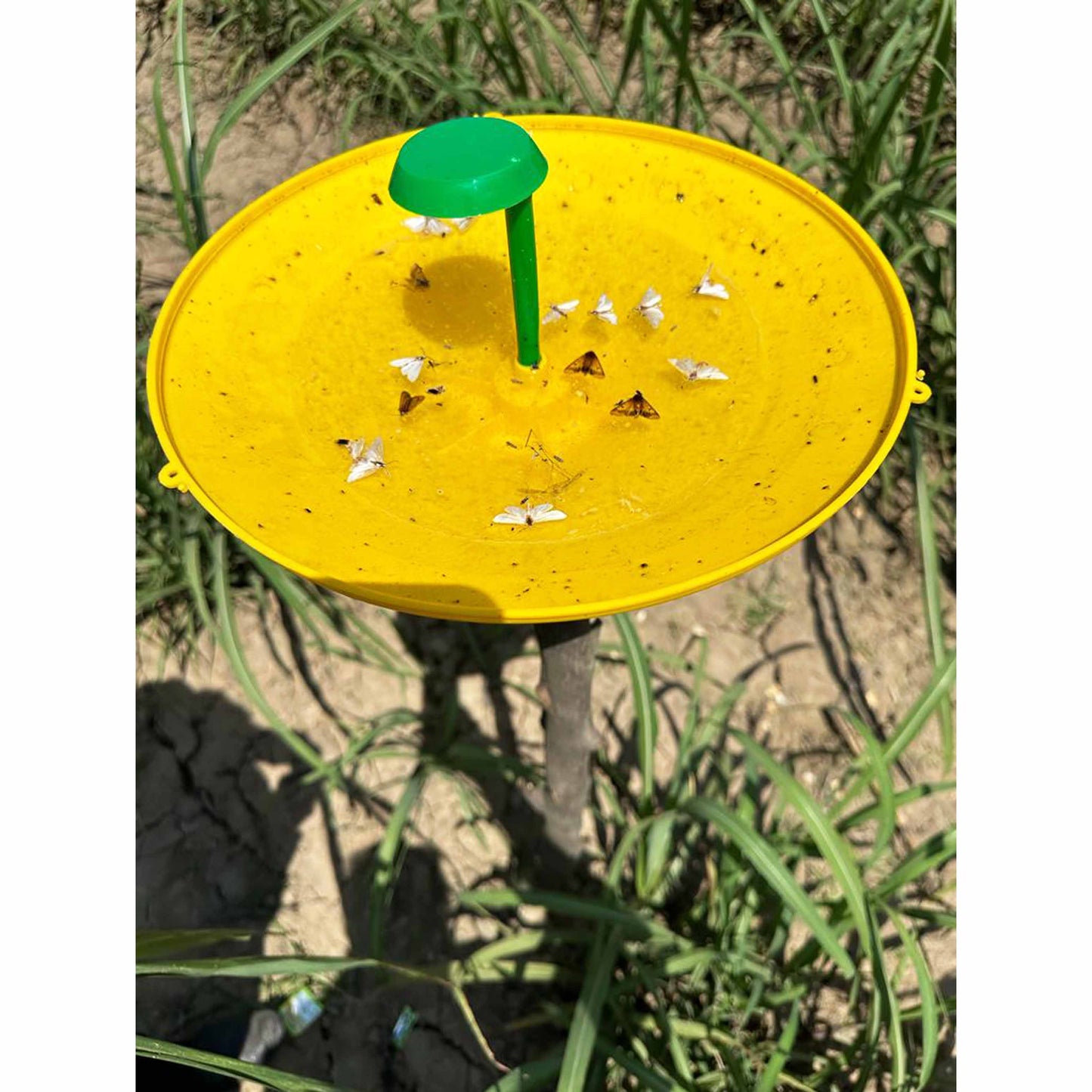 Green Revolution Water trap with Sugarcane Top-B Lure