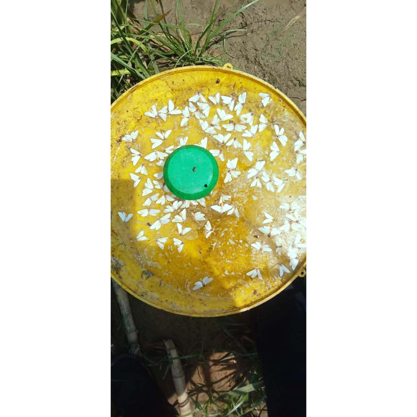 Green Revolution Water trap with Sugarcane Top-B Lure