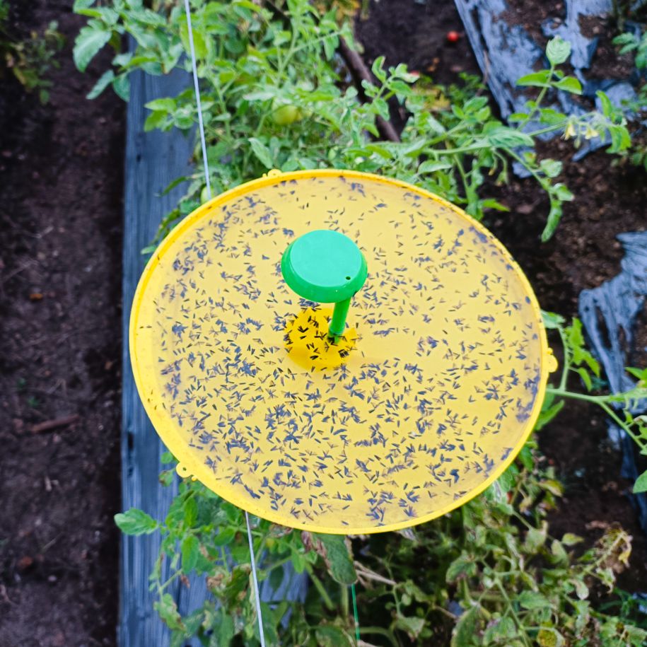 Green Revolution Water trap with Tu-Tom Lure