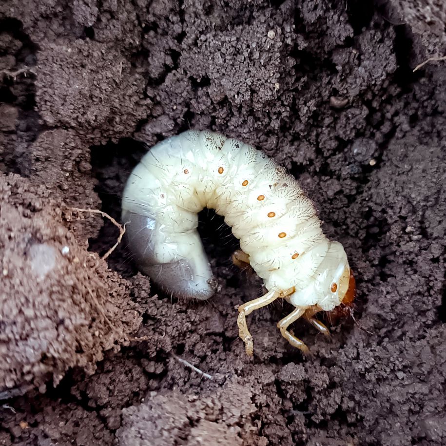 Green Revolution White Grub Lure