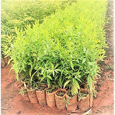 White Sandalwood Tree Seeds