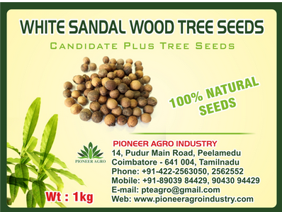 White Sandal Wood / Chandan Tree Seed
