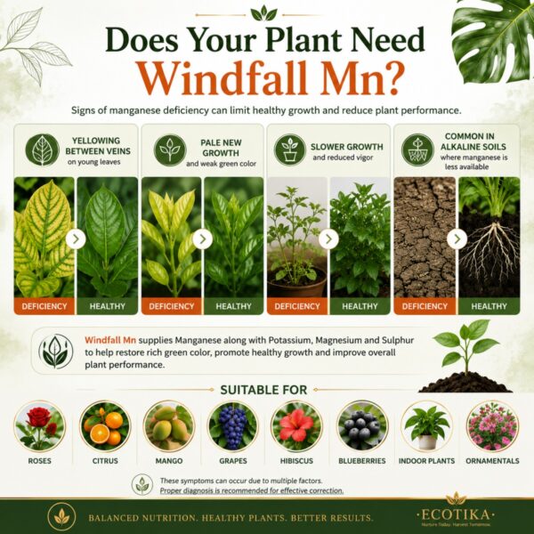 Ecotika Windfall Mn | Potassium, Magnesium & Manganese Fertilizer