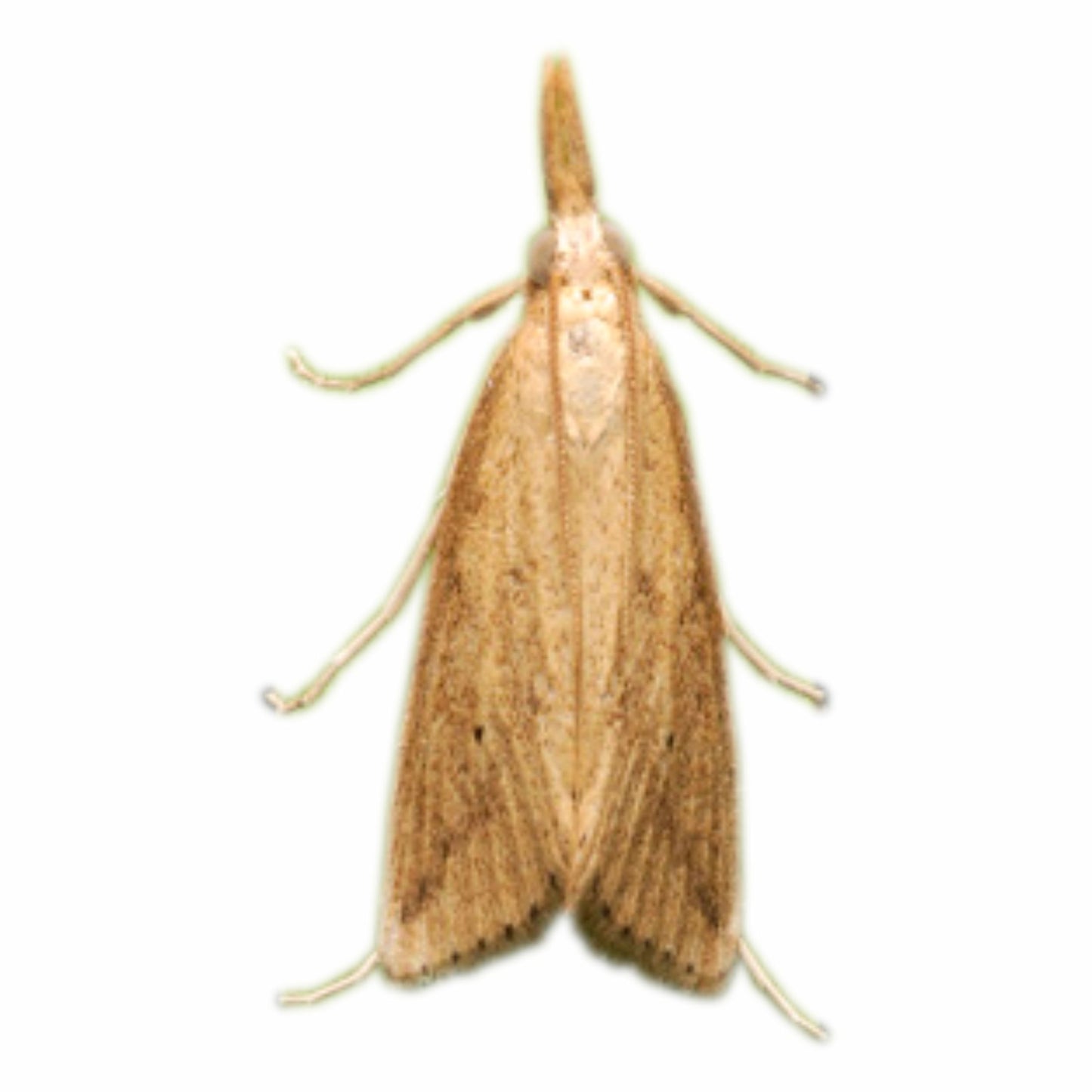 Green Revolution YSB Lure / Scirpophaga Incertulas Pheromone Lure