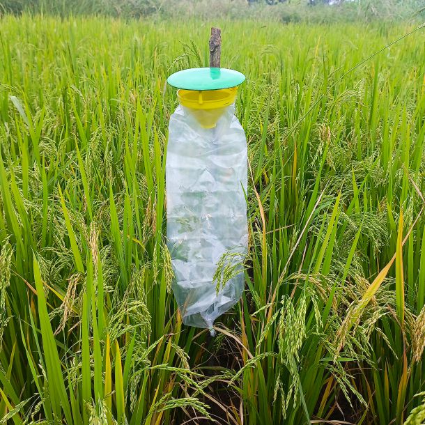Green Revolution YSB Lure / Scirpophaga Incertulas Pheromone Lure