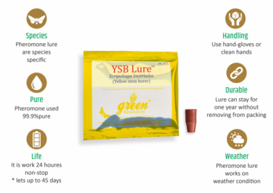 Combo Pack of Funnel Pheromone Trap + YSB Pheromone Lure