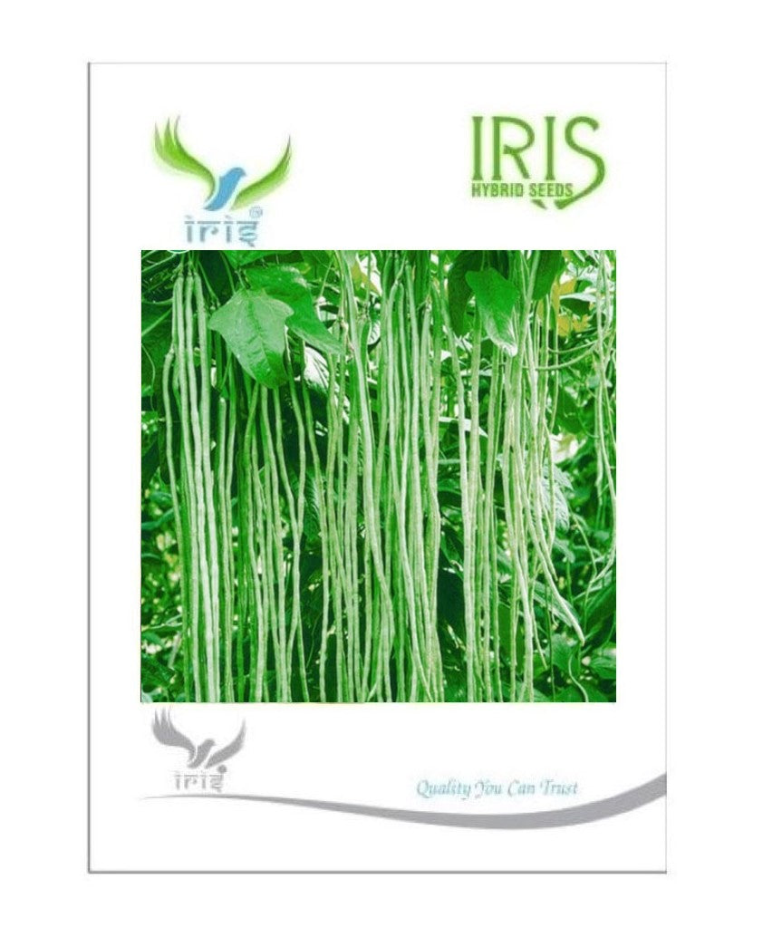 Iris F1 Yard Long Bean