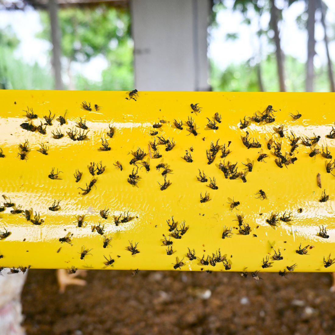 Green Revolution Yellow Sticky Roll/Trap for Control of all Harmful Flying Insects