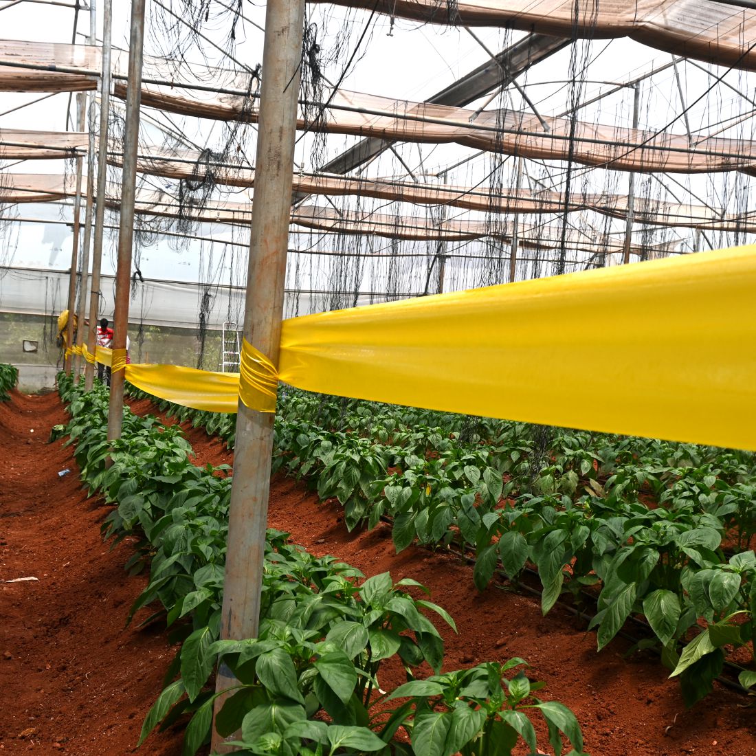 Green Revolution Yellow Sticky Roll/Trap for Control of all Harmful Flying Insects