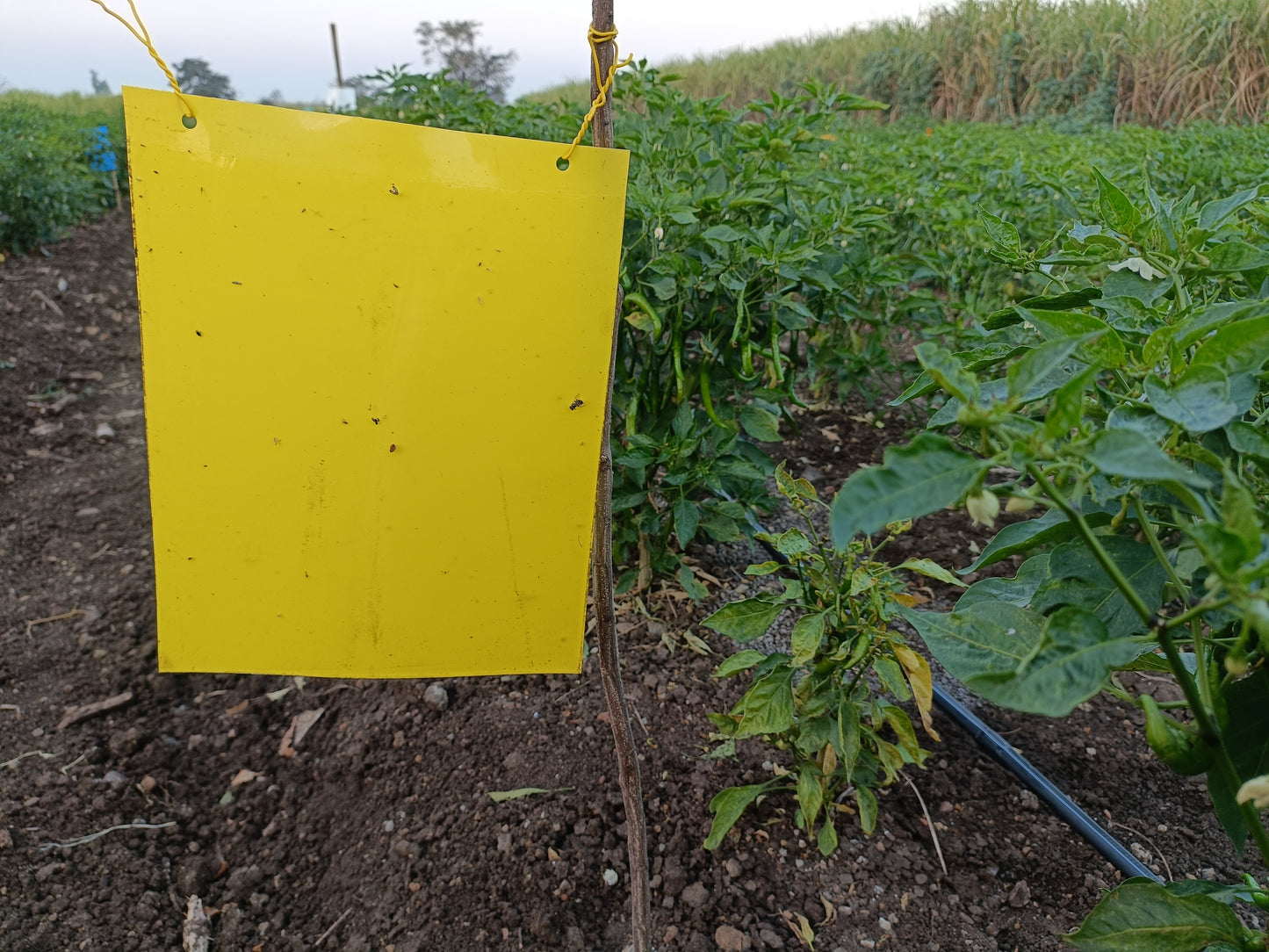 Green Revolution PVC Yellow Sticky Trap