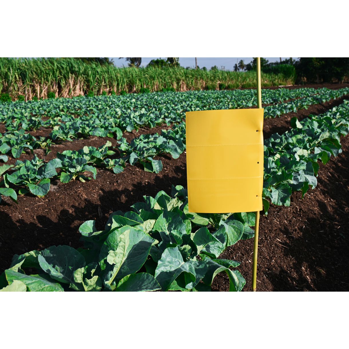 Green Revolution PVC Yellow Sticky Trap