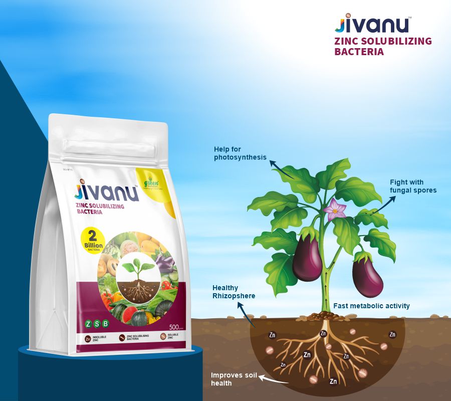 Green Revolution Jivanu Zinc Solubilizing Bacteria (ZSB) - 500 grams