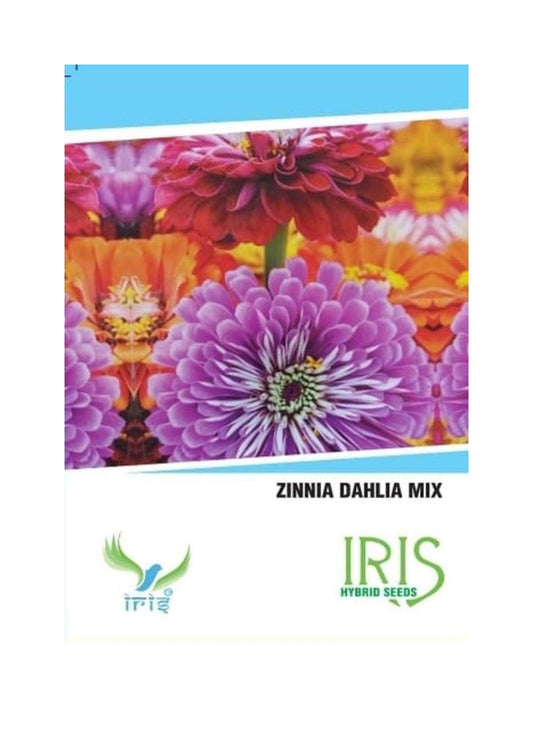 Iris Imported Zinnia Dahlia Mix