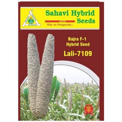 PearlMillet / Bajra Lali-7109
