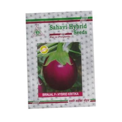 Brinjal Kritika