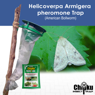 Chipku Pheromone Funnel Trap with Helicoverpa Lure Pack of 10