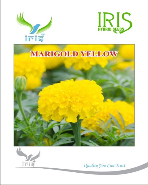 Iris F1 Marigold Yellow Seeds