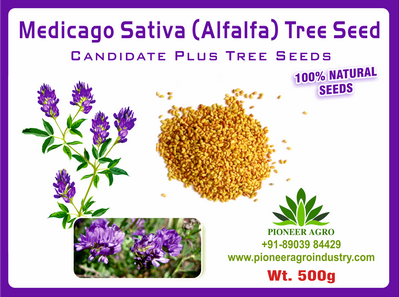 Medicago Sativa / Lucerne Fodder Seed
