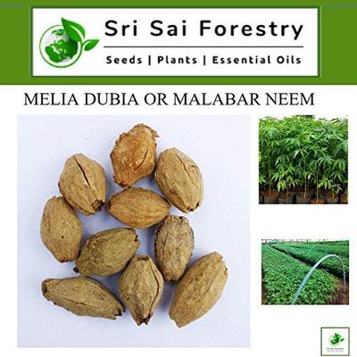 Melia Dubia/ Malabar Neem Tree Seeds