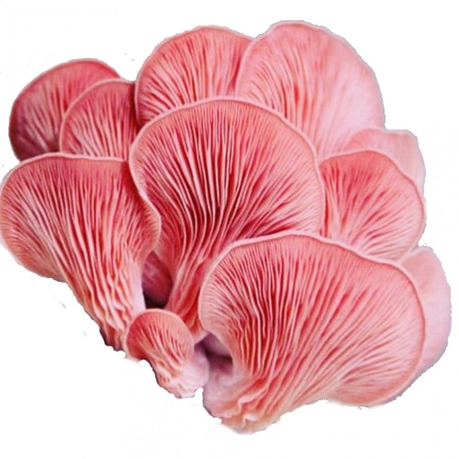 SporeKart Shroomness Pink Oyster Mushroom Spawn (Seeds)