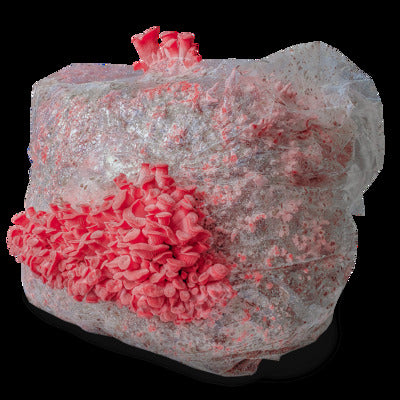 SporeKart Shroomness Pink Oyster Mushroom Spawn (Seeds)