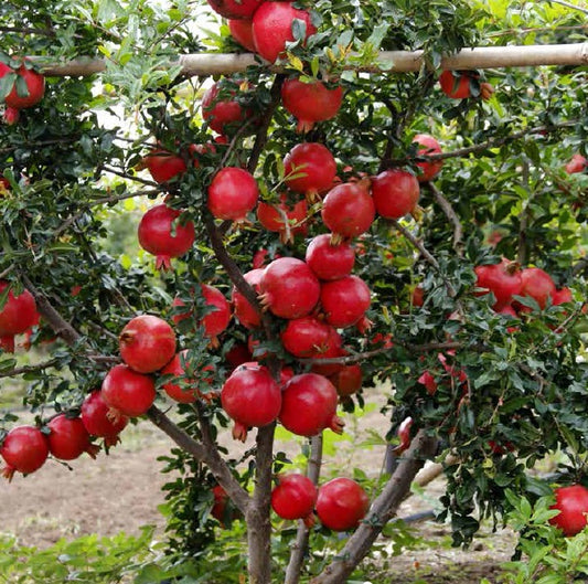 Jain Tissue Culture Pomegranate Plants