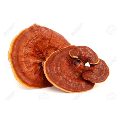 SporeKart Shroomness Reshi Mushroom Spawn (Ganoderma Lucidum) seeds