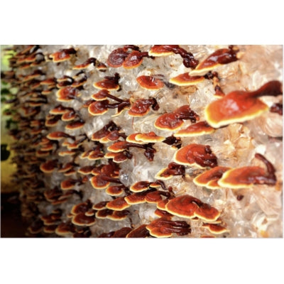 SporeKart Shroomness Reshi Mushroom Spawn (Ganoderma Lucidum) seeds