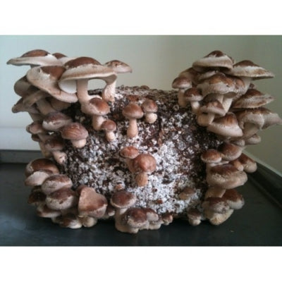 SporeKart Shroomness Shiitake Mushroom Spawn (Seeds)