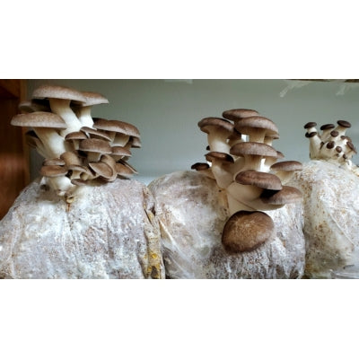 SporeKart Shroomness Shiitake Mushroom Spawn (Seeds)