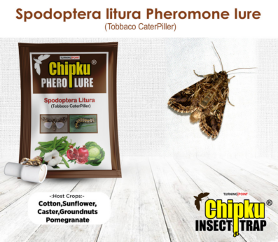Chipku Pheromone Funnel Trap with Spodoptera Litura Lure (Combo Pack of 10)