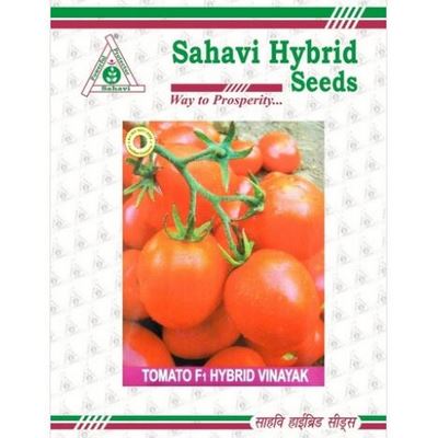 Tomato Vinayak