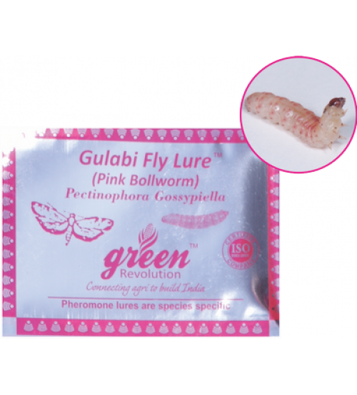 GULABI FLY LURE AND PHEROMON TRAP-PECTINOPHORA GOSSYPIELLA(GREEN