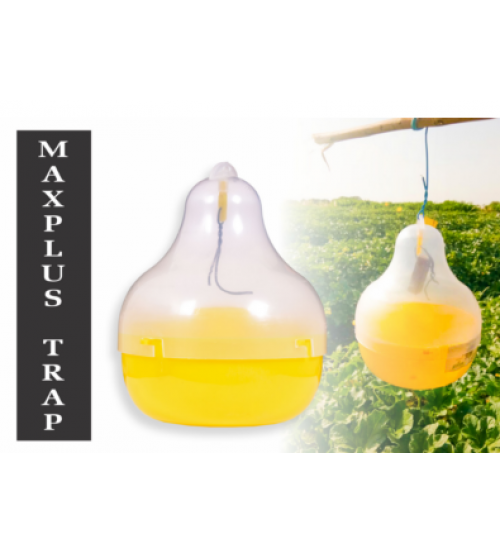 Maxplus Trap With Fruit Fly Lure at Rs 120