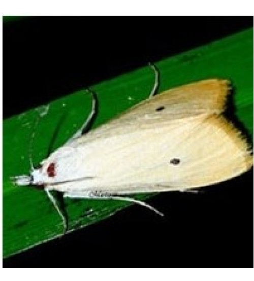 Pheromone lures and traps for Food Moths — Insects Limited