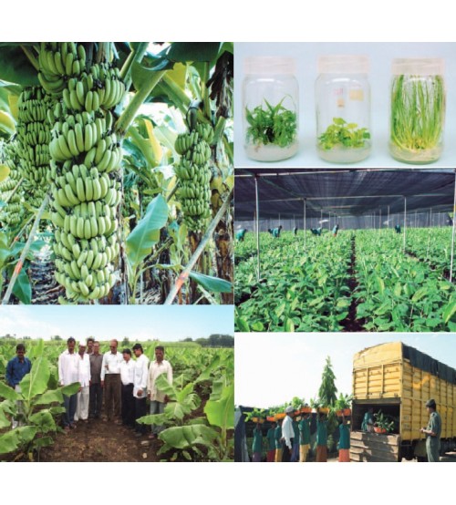 Tissue Culture Banana: Banana Bunch Care and methods to maximize