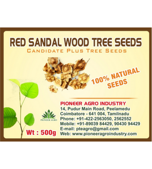 Red Sandal Wood / Lal Chandan Tree Seed 