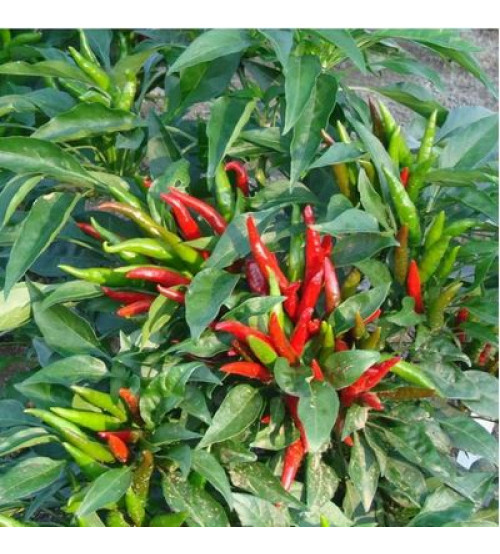 Kisan Red Chilli 100 Gram